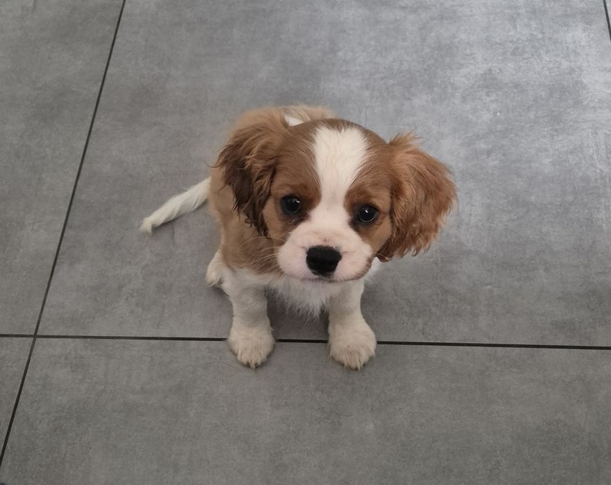Cavalier king spaniel