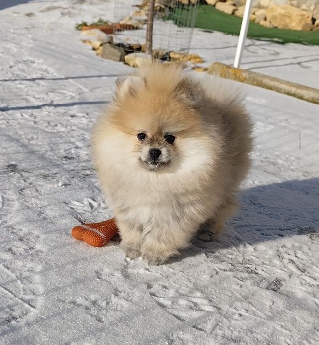 Риженький медведик