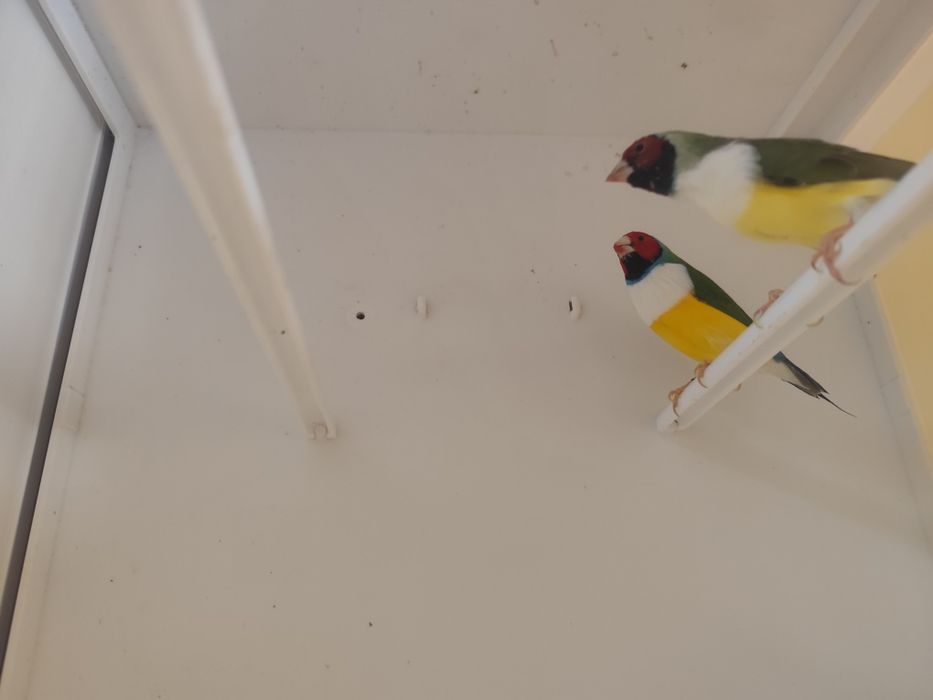 Casal Diamante gould 2026