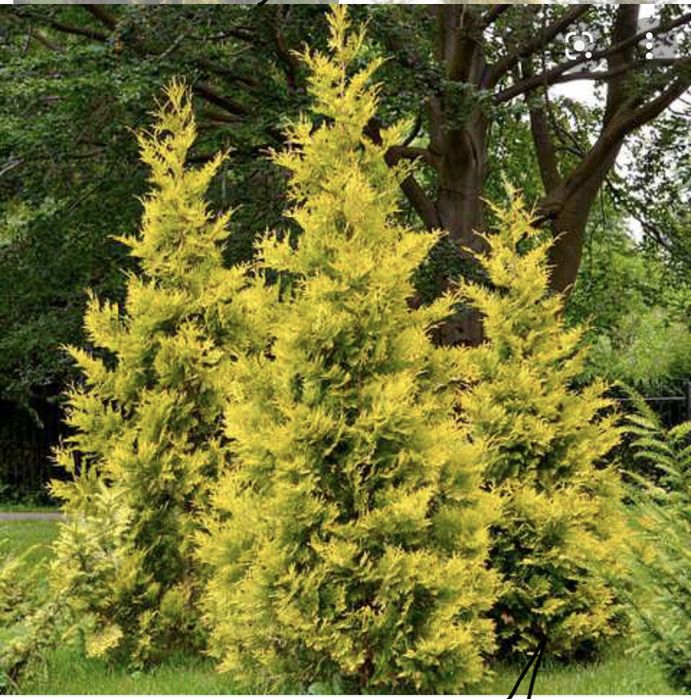 Туя Yellow Ribbon. Тує Єлов Ріббон