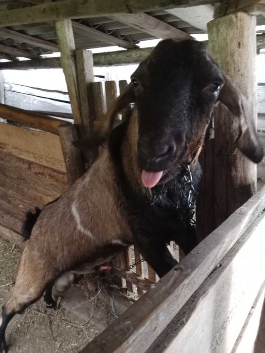 Цап англонубійської породи