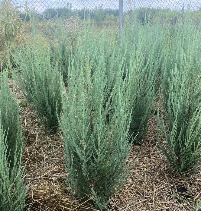 Туя смарагд, брабанд, ялівці та ін.