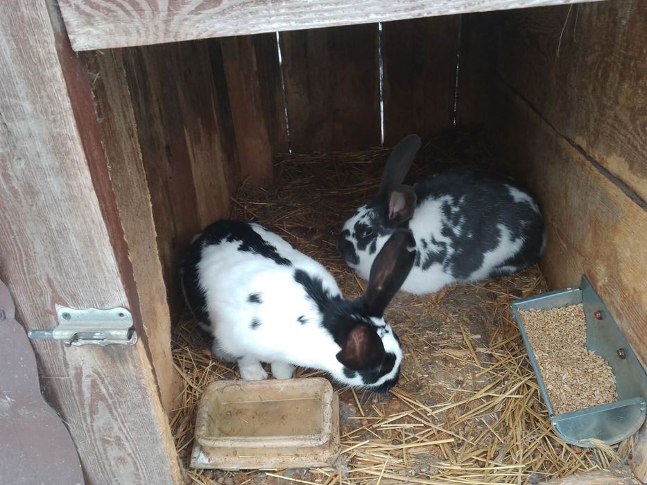 Sprzedam samice srokacze oraz nowozelandzkie białe