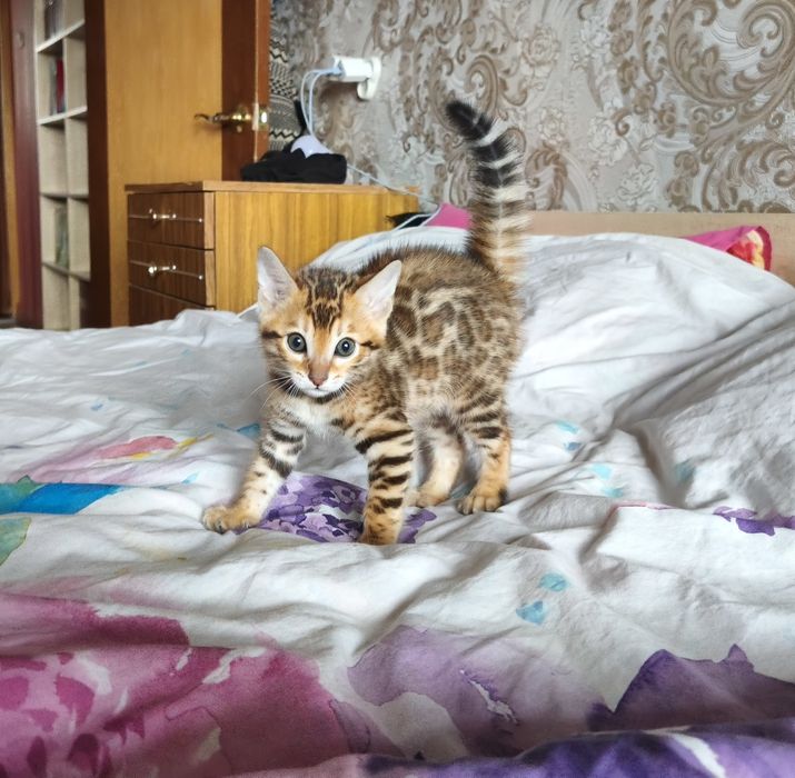 Бенгальские котята