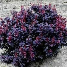 Барбарис Конкорд