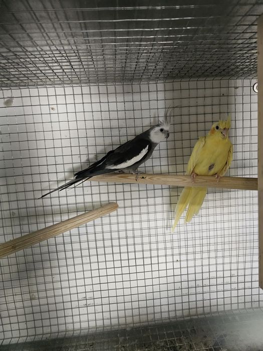 Vendo casais de caturras reprodutores