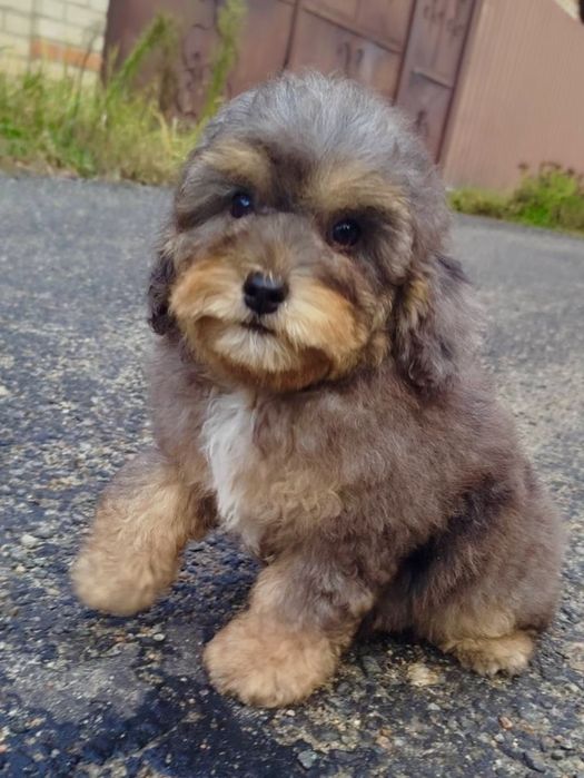 Экслюзивная МИНИ девочка Мальтипу Ф2, в редком окрасе