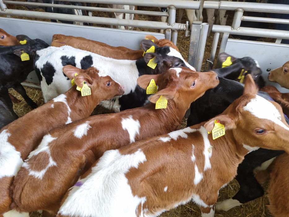 Cielaki na sprzedaż