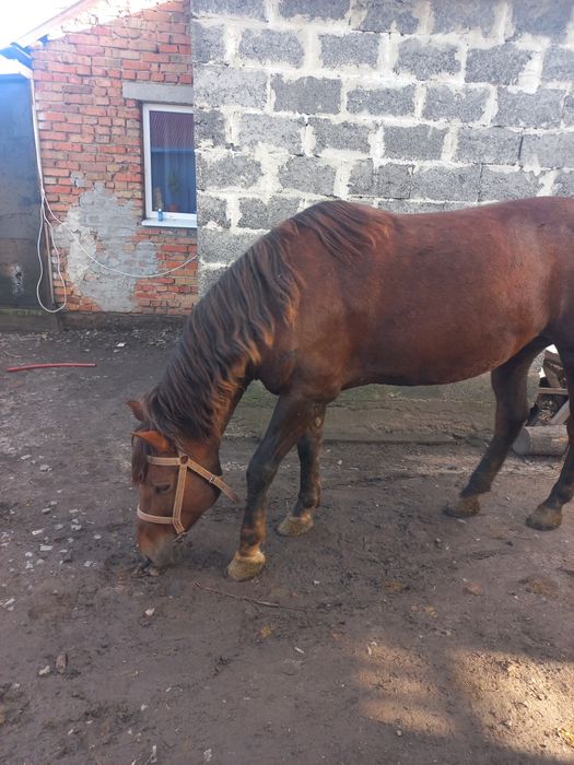 Продається дві кобили