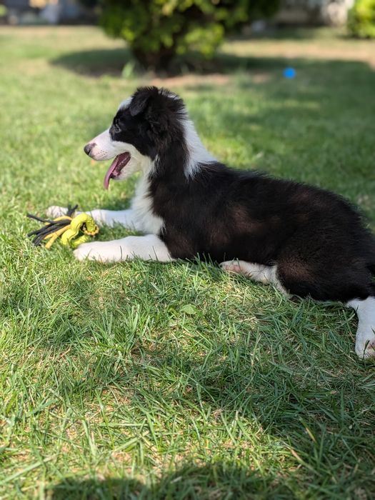 Border Collie Suczka Badania Genetyczne