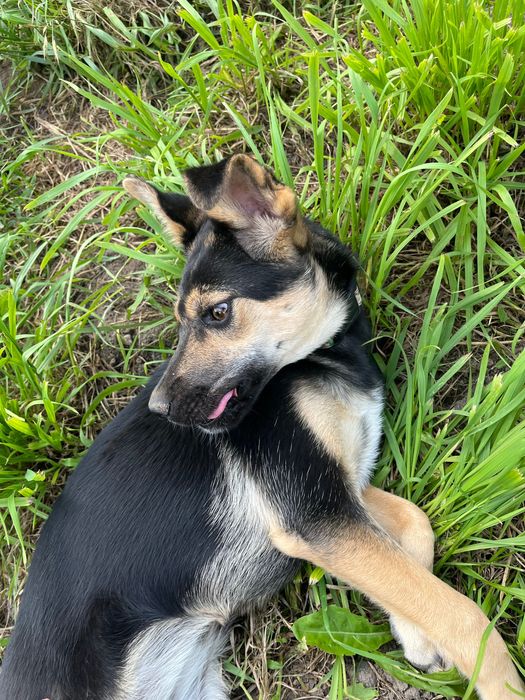 Andżelina - urocza roczna sunia