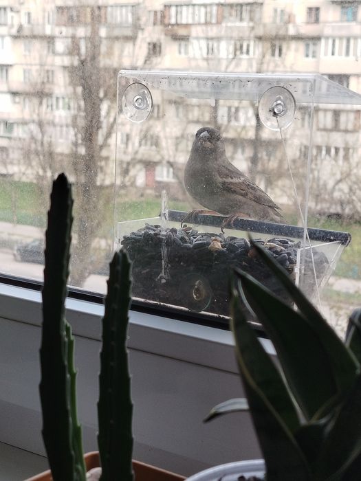Годівничка для птахів на вікно