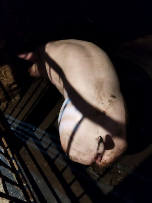 Продам свиней живою вагою