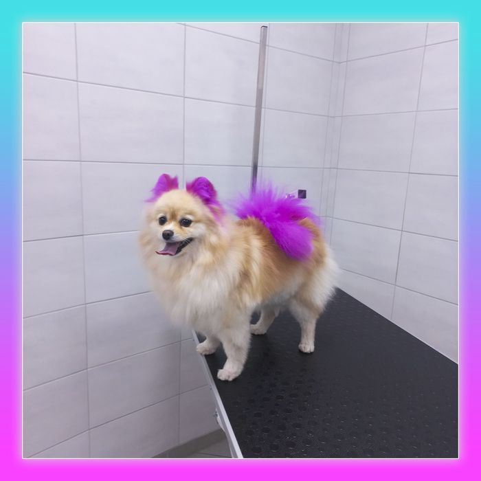 Услуги груминга, стрижка собак и котов (Клочко-6)