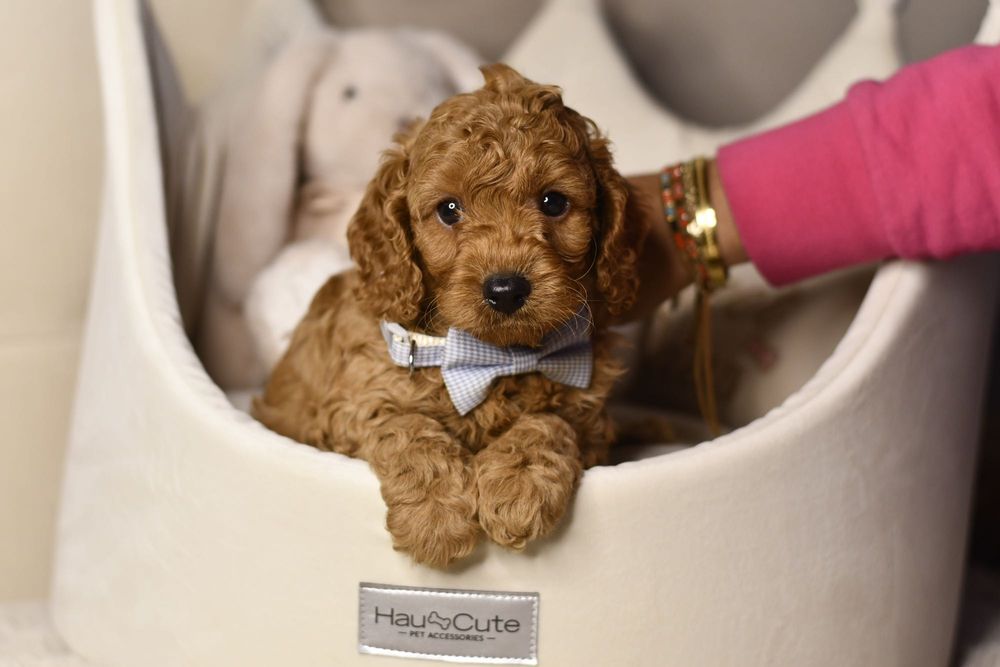 Cavapoo F1 RED wyjątkowy chłopiec