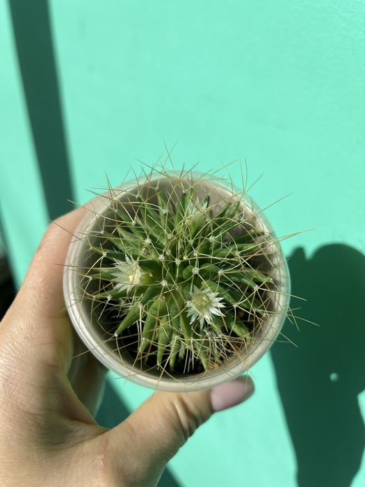 Кактуси маленькі й великі