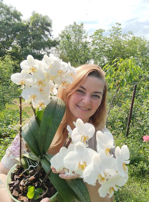 Орхідея фаленопсис Стюартіана Піко Чіп, Pico Chip