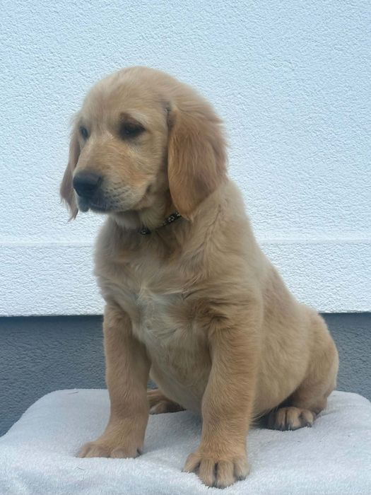 Przepiękny piesek Golden Retriever – gotowa do odbioru