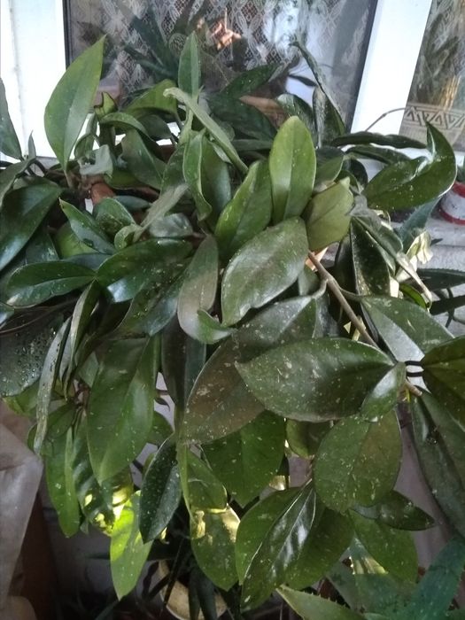 Хойя, кімната рослина