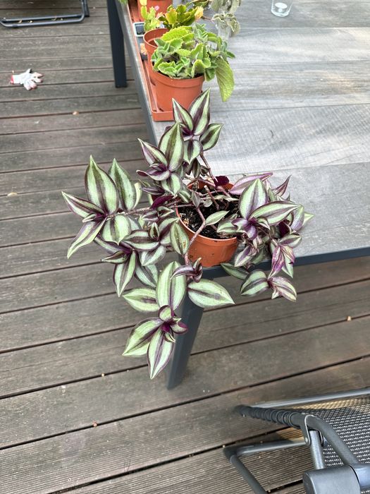 Trzykrotka w doniczne ok 12 cm