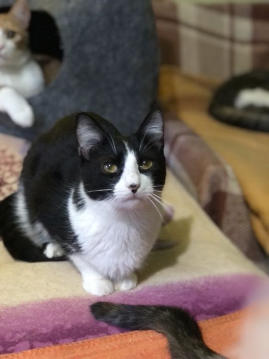 Котик 2  год Феликс бесплатно