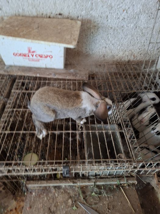 Coelhos pequenos