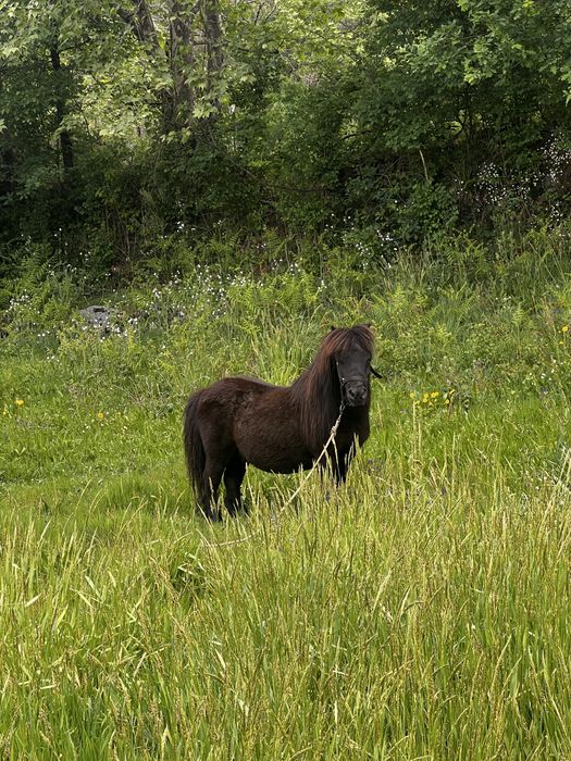 Ponei shetland anão