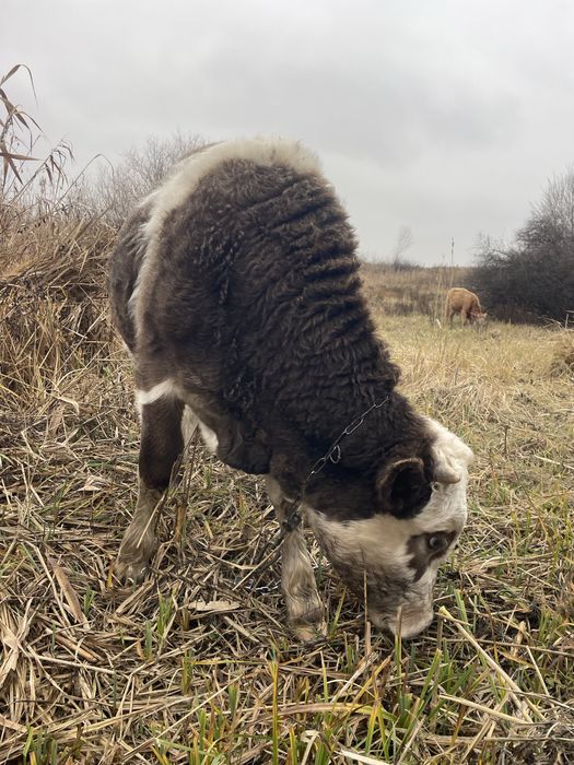 Продам бика на м’ясо