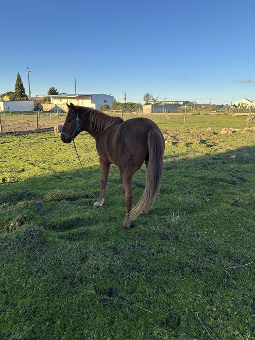 Para venda ou troca de poldro