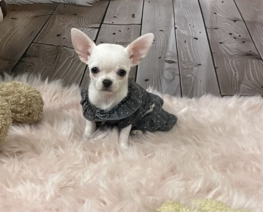 Дівчинка красунечка міні