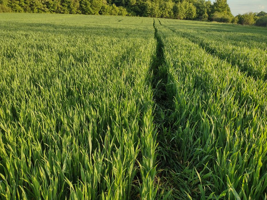 Pszenica, pszenżyto, ,owies