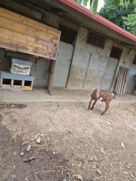 Vende-se cabrito anglo nubiano muito boa genética