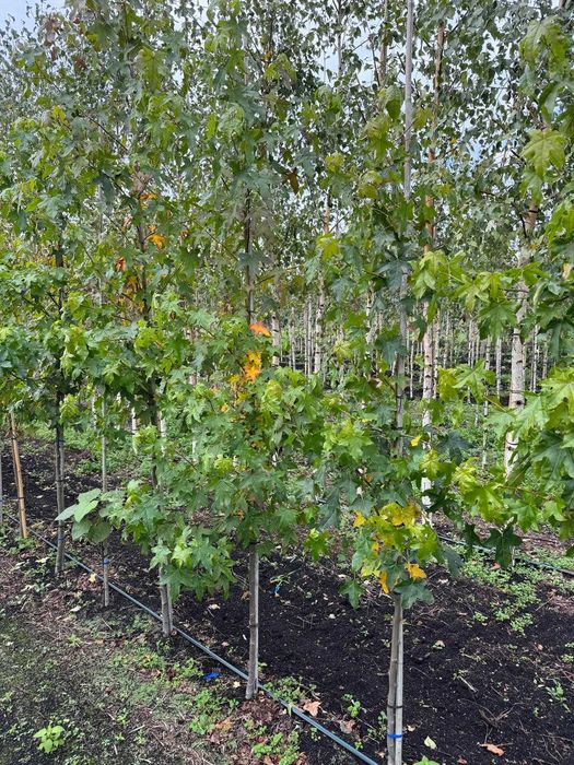 Ambrowiec amerykański 6-8