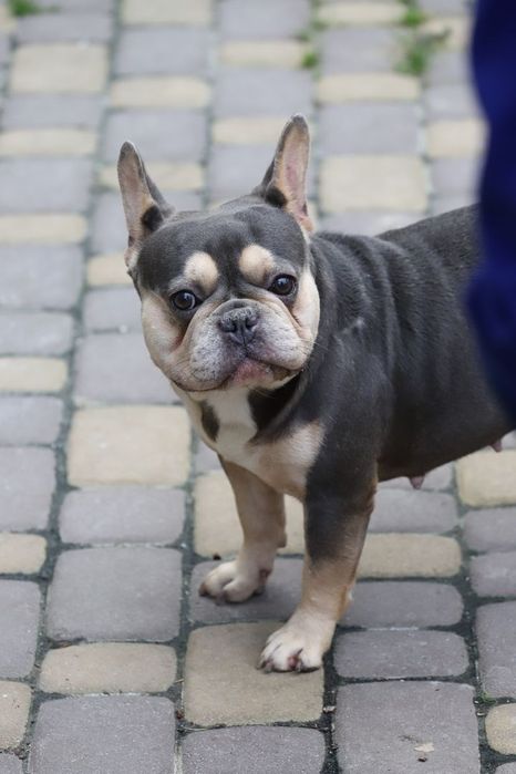 Лилово подпалая девочка французского бульдога