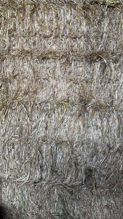 Feno de sorgo e de mistura