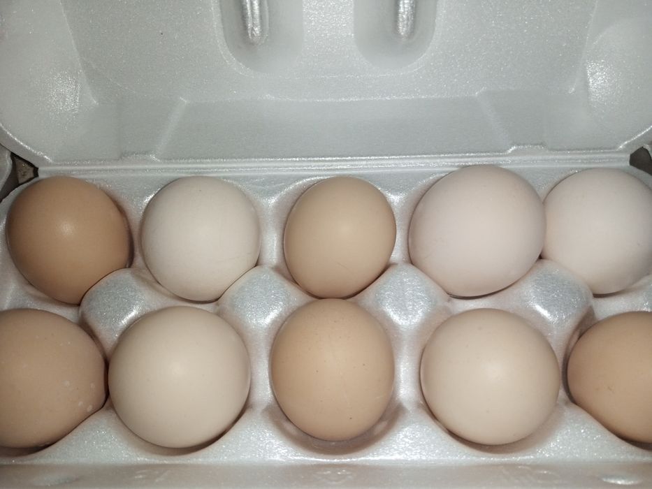 Продам інкубаціонное яйце Брами