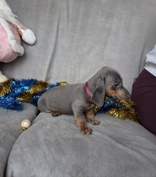 Jamnik miniaturowy - blue