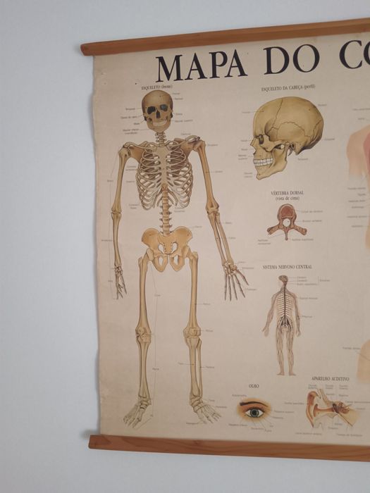 Mapa escolar corpo humano