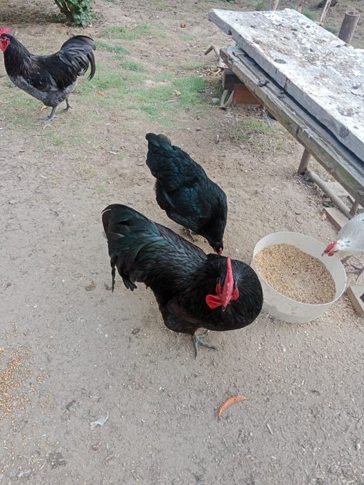 Koguty australorp