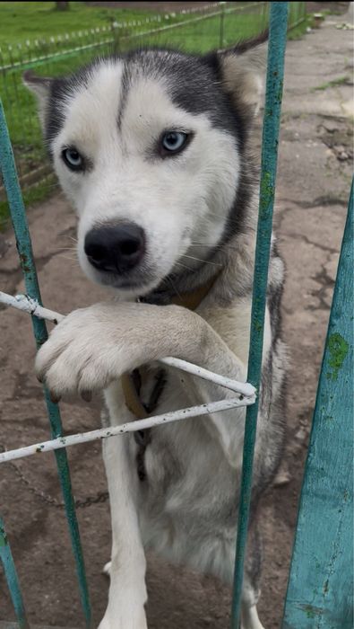 Ищем семью для Хаски