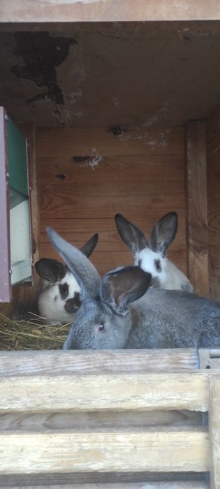 Кріль, самець кроля, німецький строкач