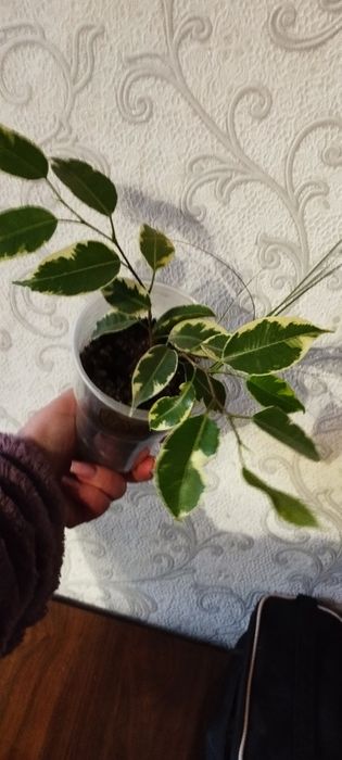 Комнатные цветы .