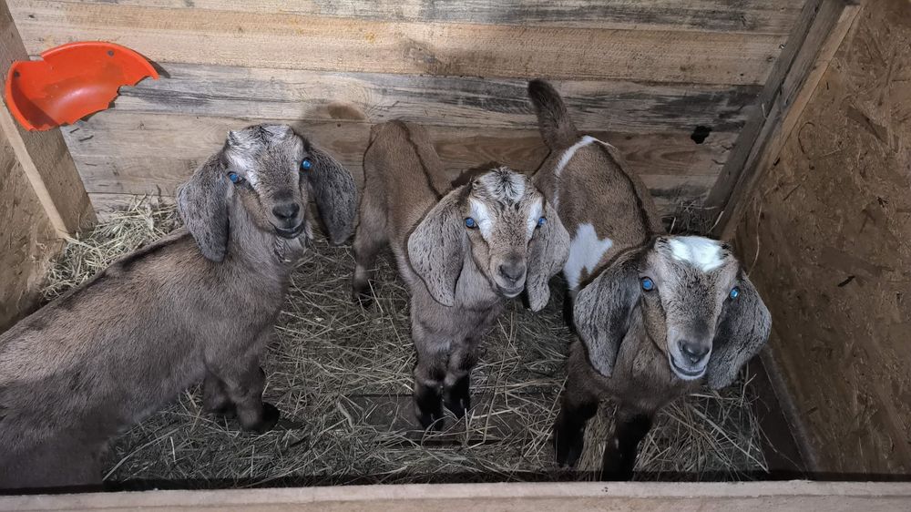 Англо нубійські козенята