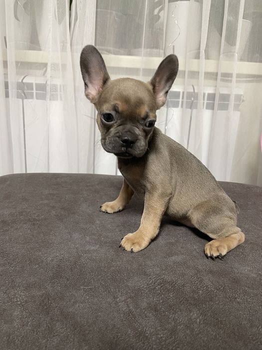 Дівчинка французького бульдога