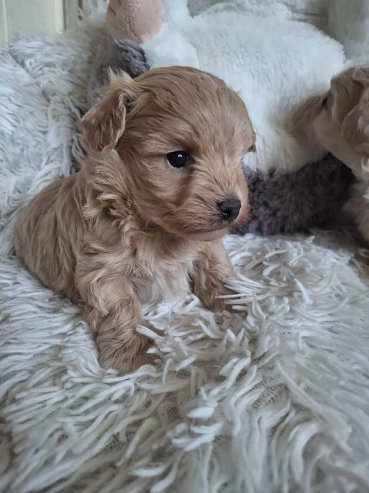 Piesek Maltipoo słodziak ! MALTIPOO