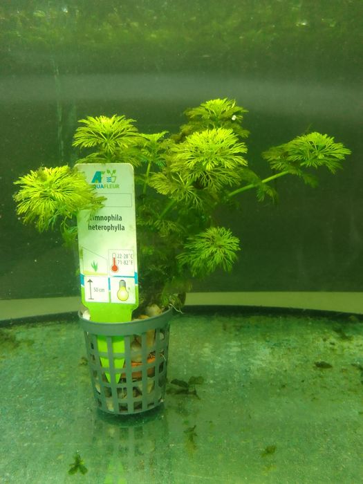 Akwarium Roślina akwariowa Limnophila heterophylla koszyk