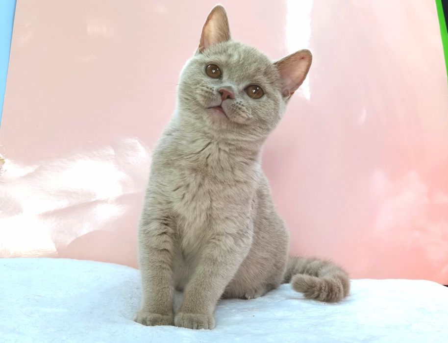 ФАВН(осветленный циннамон) кошечка с родословной ВЦФ