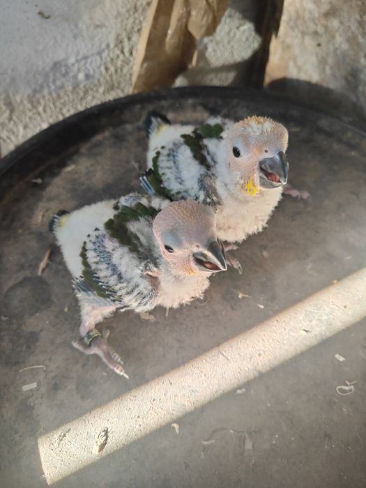 Tenho uma  Aratinga sol para ceder .