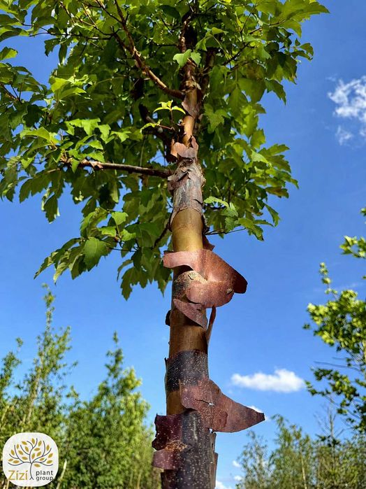 klon strzępiastokory, acer griseum 280–400cm, miedziana łuszcząca kora