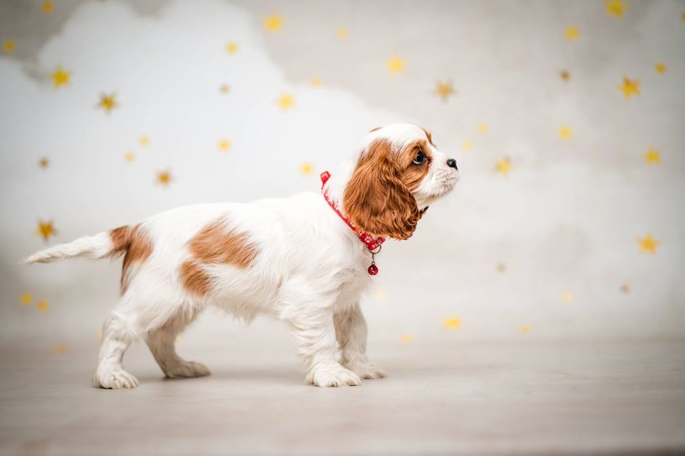 Cavalier king charles spaniel suczka